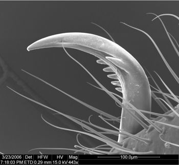 Media type: image;   Invertebrate Zoology 134693